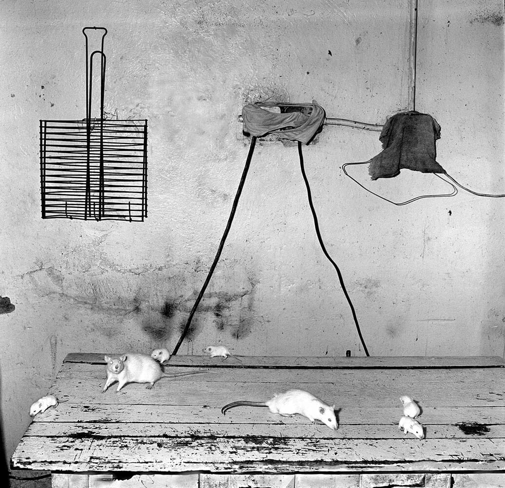 Rats on kitchen table