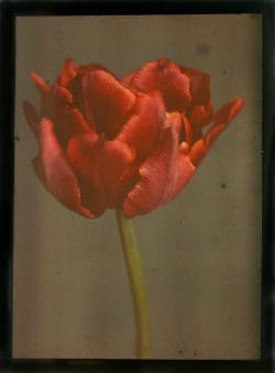 Tulipa, Orange Parrot