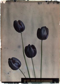 Tulipa, James Watt