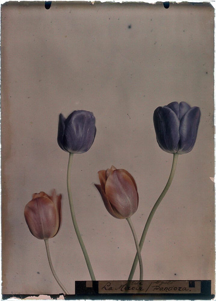 Tulipa, La Miroir, Pandora