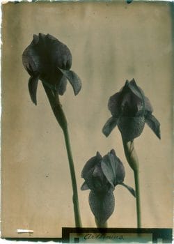 Iris, Arthemius
