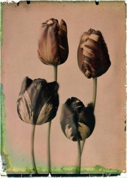Tulipa, Absalon, Gloria Nigrorum