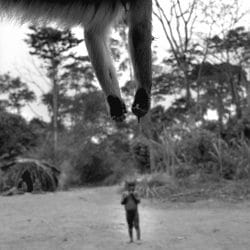 Un singe qui regrette sa vie, République centrafricaine