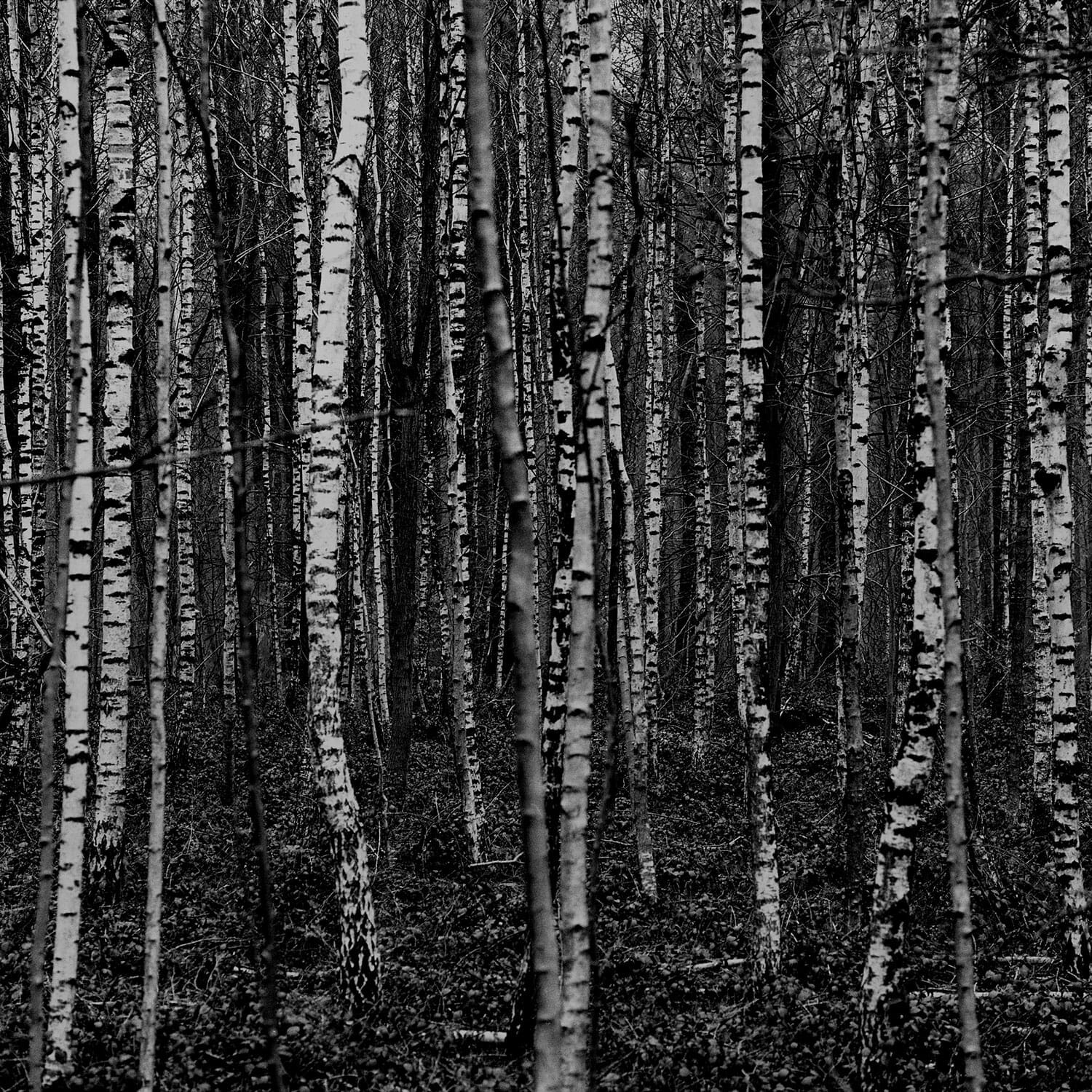 Forêt de Soignes, Belgique