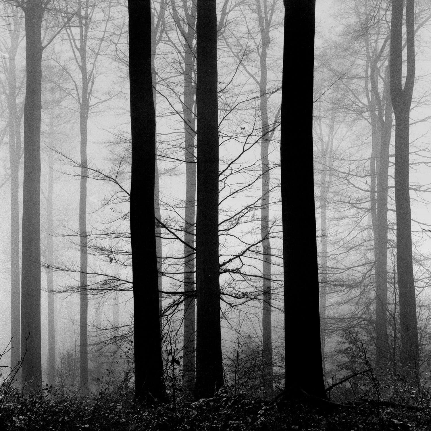 Forêt de Soignes, Belgique