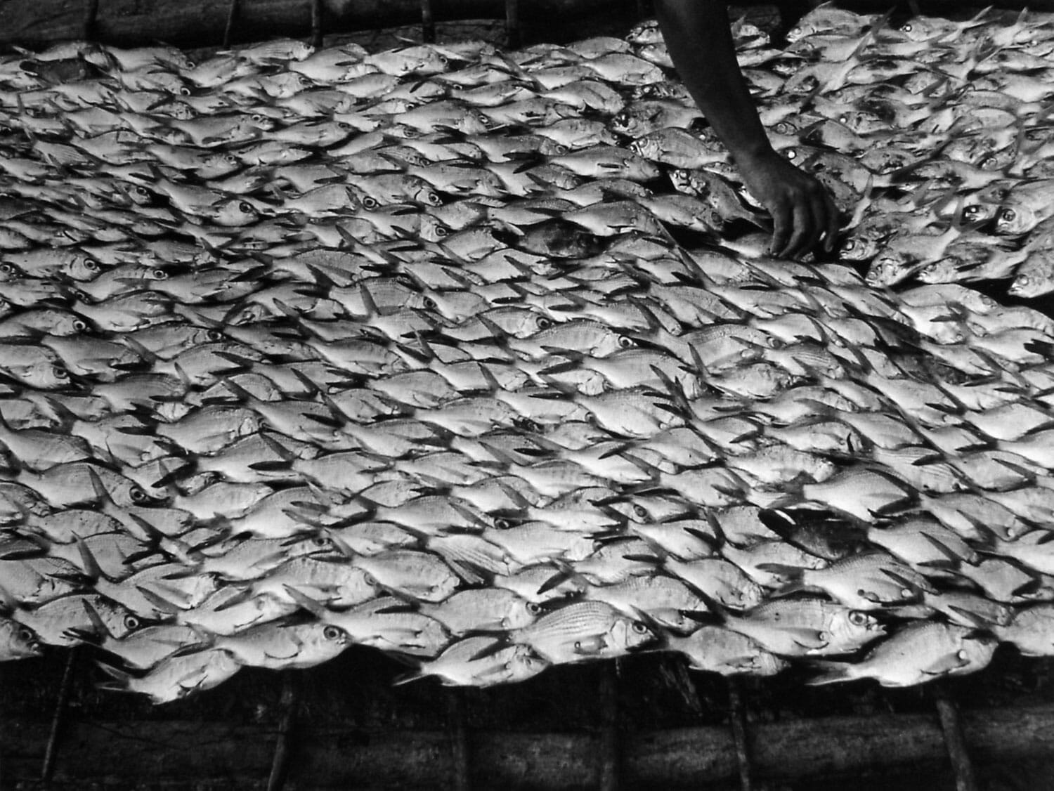 Pescaditos de Oaxaca, México