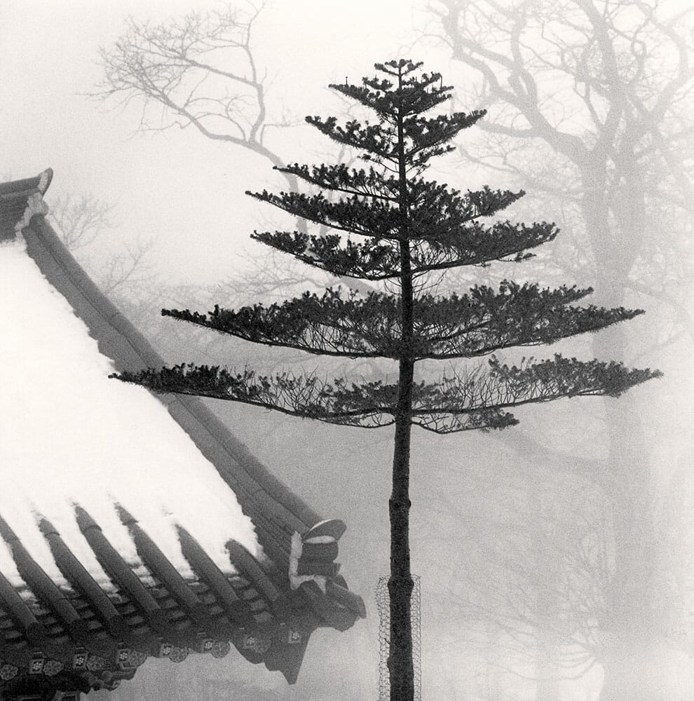 Temple Tree, Jonjaanji, Jeju Island, South Korea