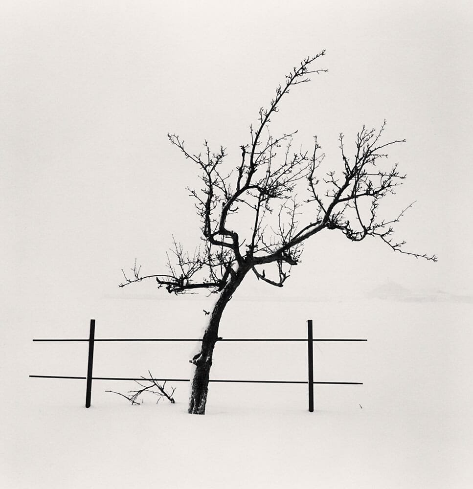 Tree and Fence, Nakafurano, Hokkaido, Japan