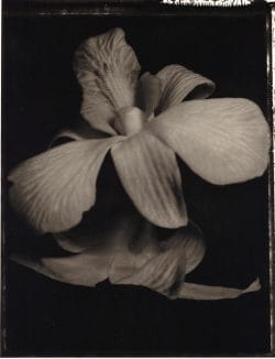 Dendrobium phalaenopsis n°1