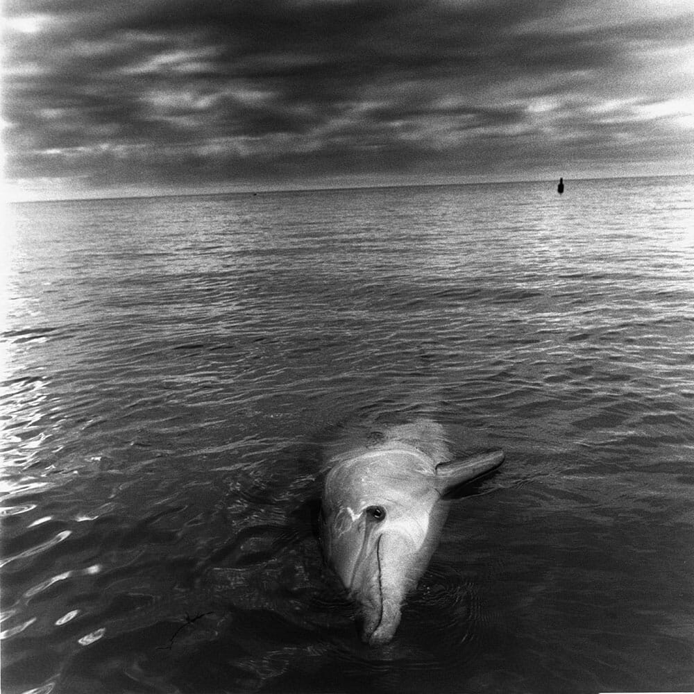 Dolphin, Shark Bay, Western Australia