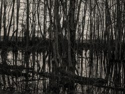 Swamp, Near Moore’s Landing, Leflore County