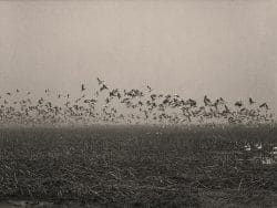 Snow Geese, for Richard Ford, Shellmound, Leflore County