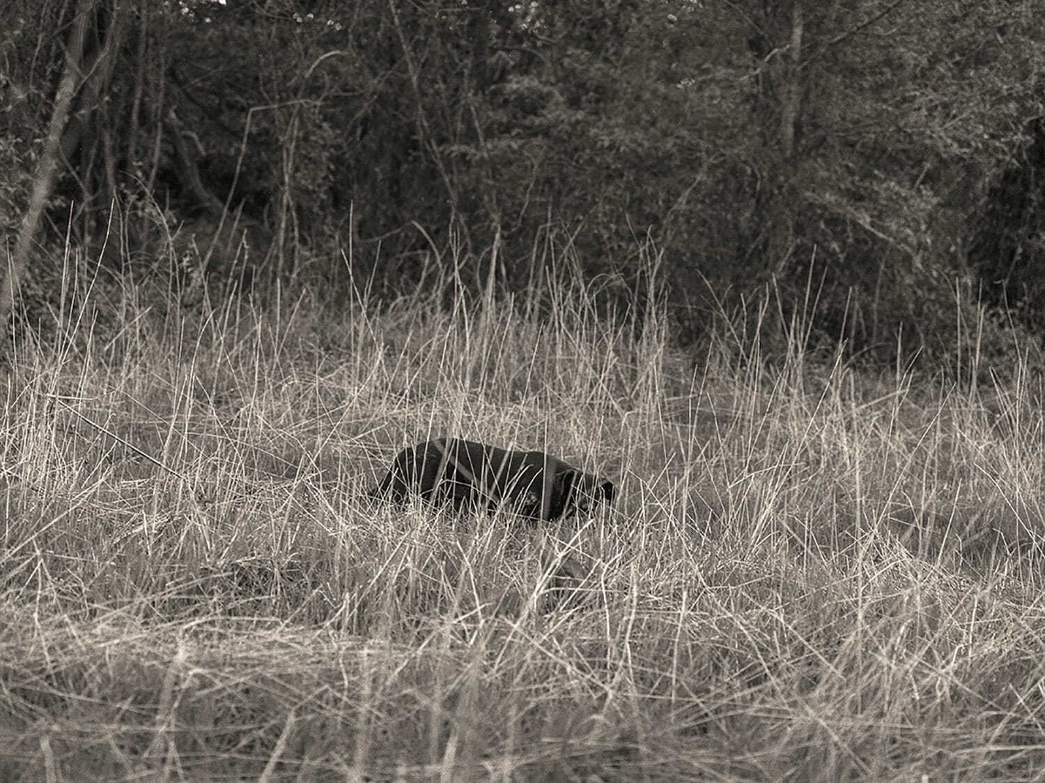 Straw Dog, Sumner, Tallahatchie County