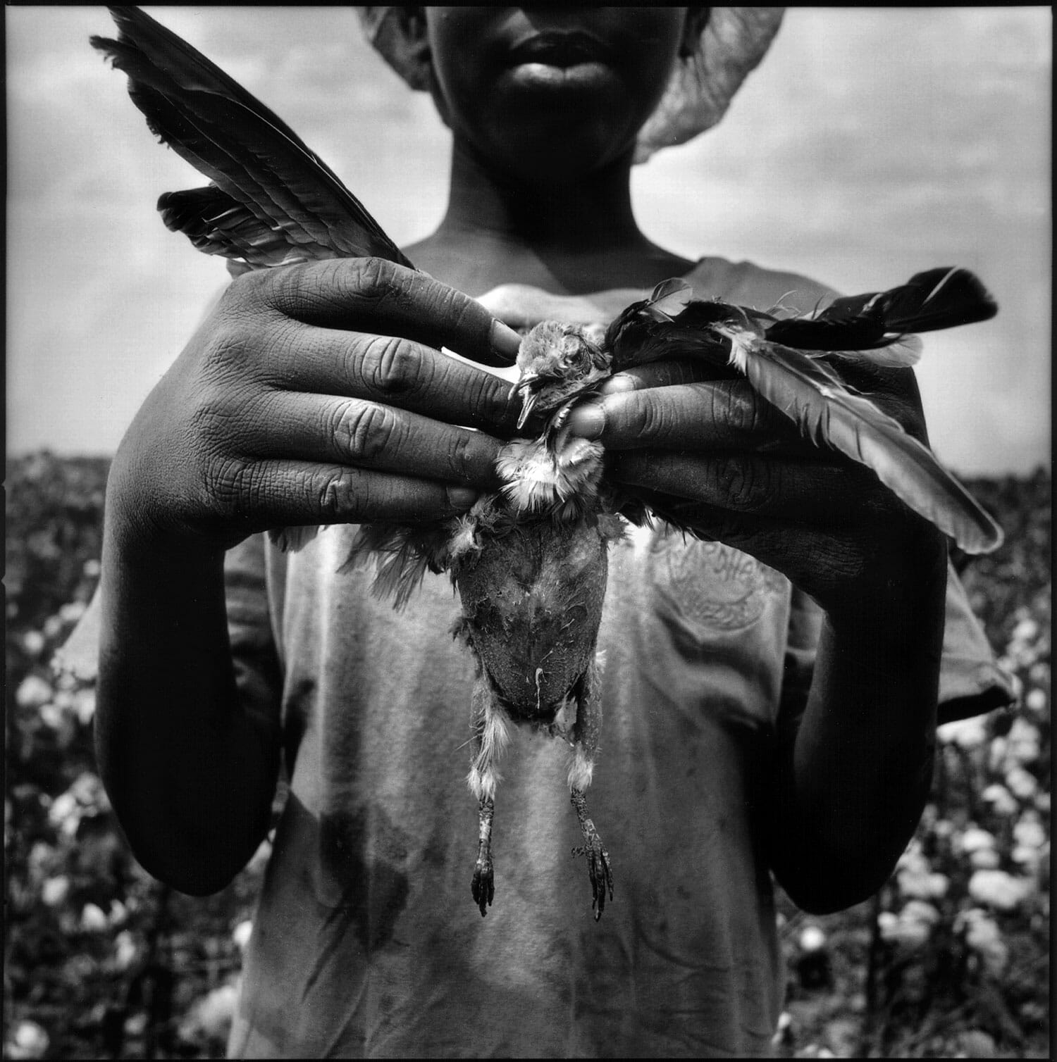 Bird, Stovall, MS