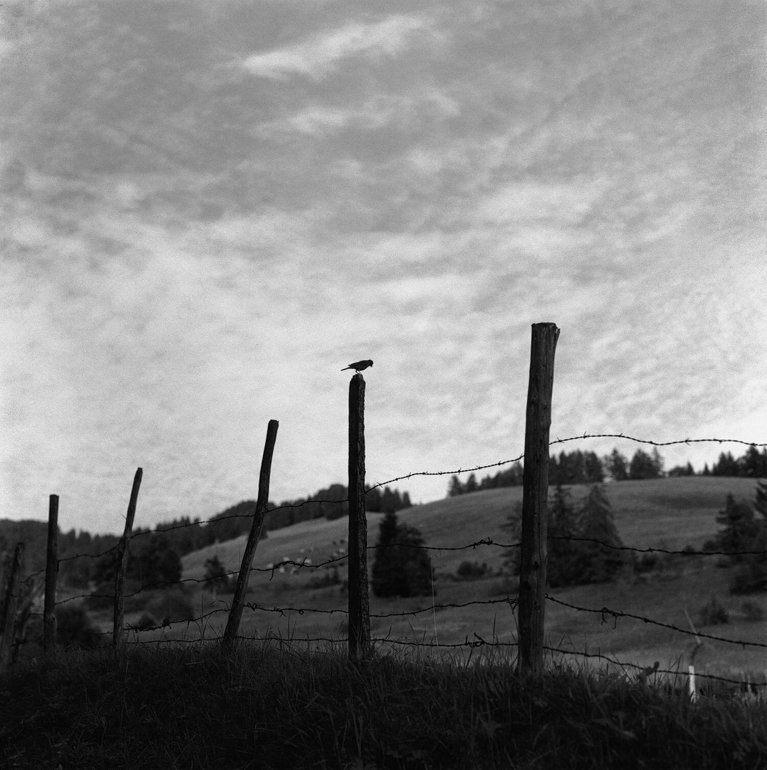 Vers “Les Pâles”, Charmey