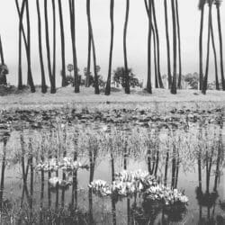 Lotus, Tamil Nadu, Inde