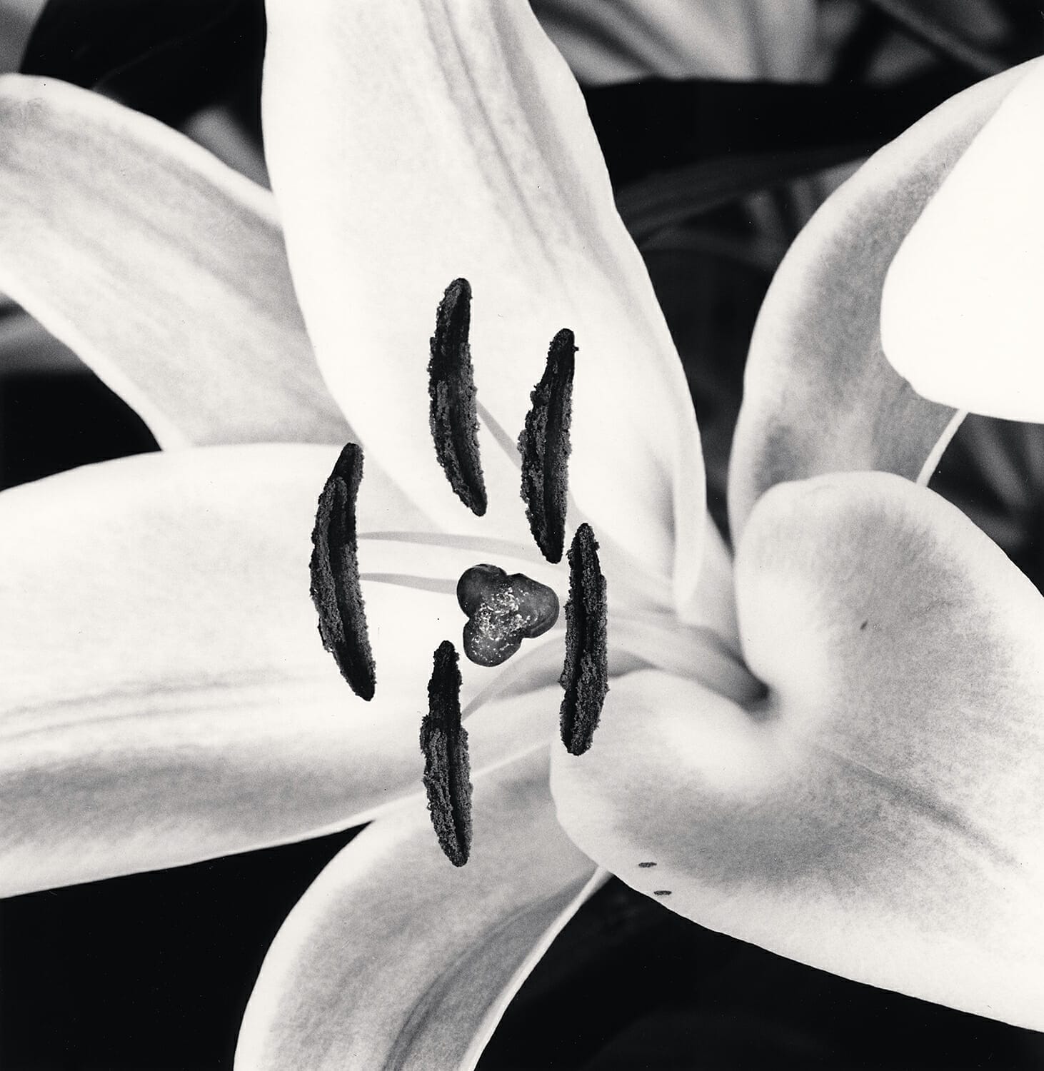 Lilly Offerings, Tay Pagoda, Hanoi, Vietnam