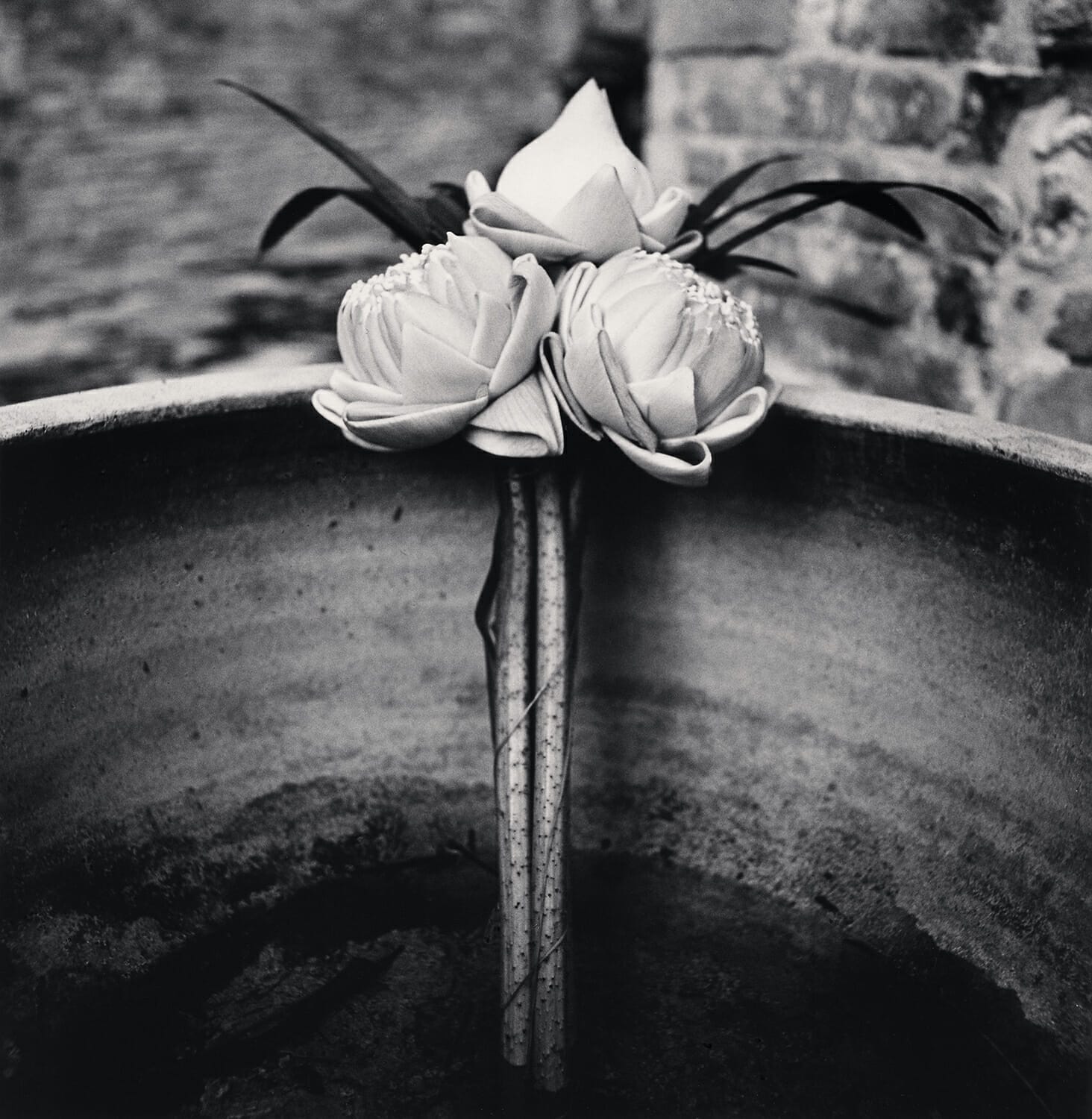 Three Lotus Flowers, Ayutthaya, Thailand