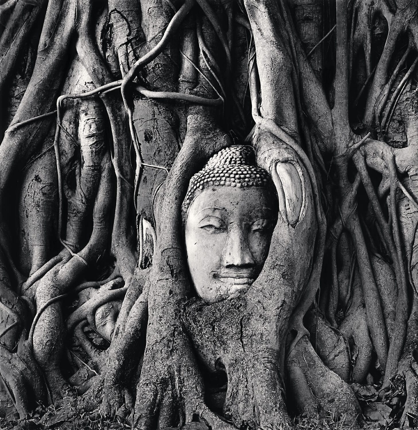 Wat Mahathat Buddha Head, Ayutthaya, Thailand