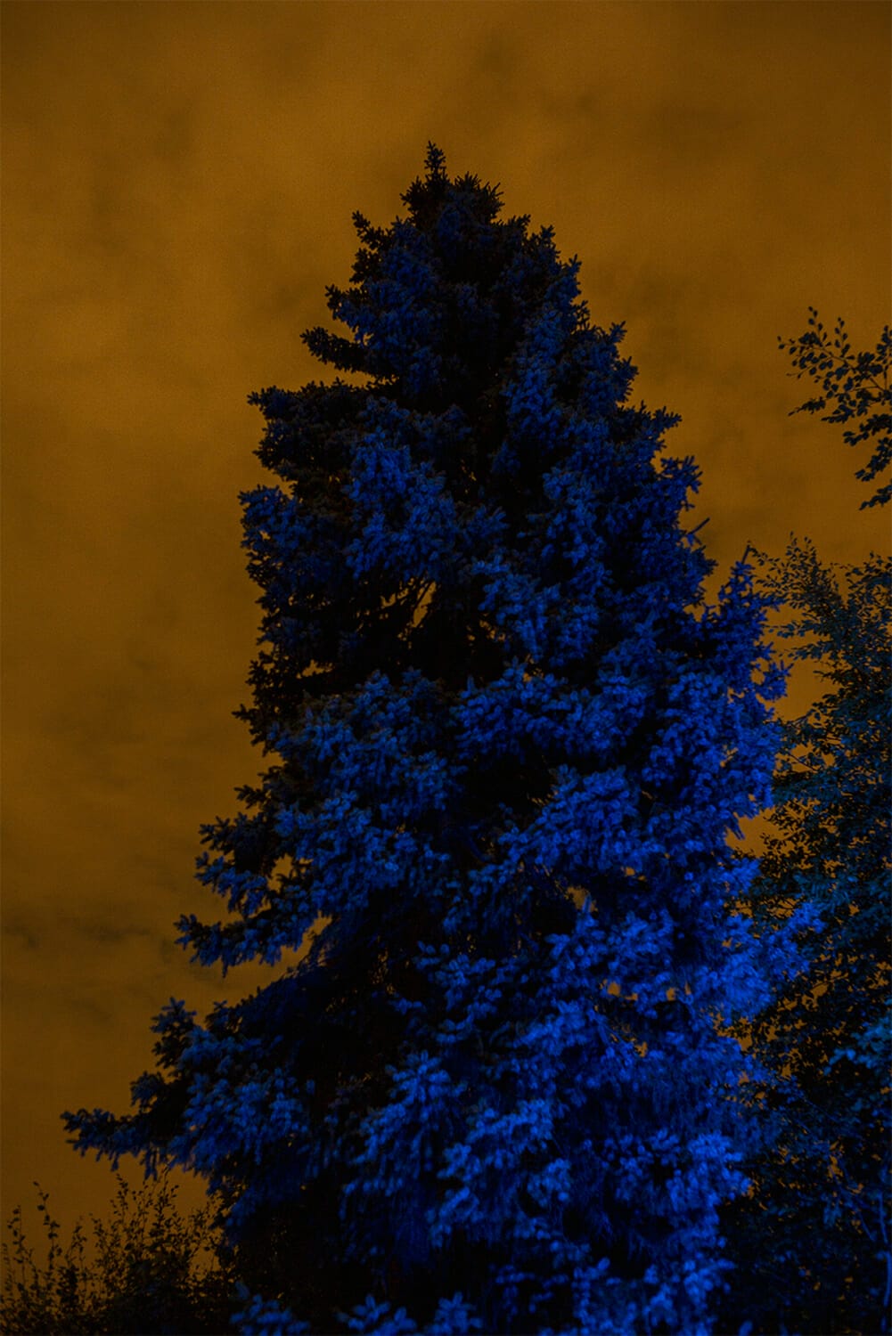 Giant blue tree in deep orange sky
