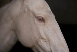 The blinking horse – Lusitanien homozygote