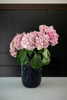 Pink hydrangeas in blue vase