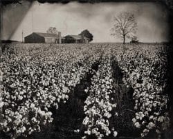 Cotton Field, Elizabeth, MS