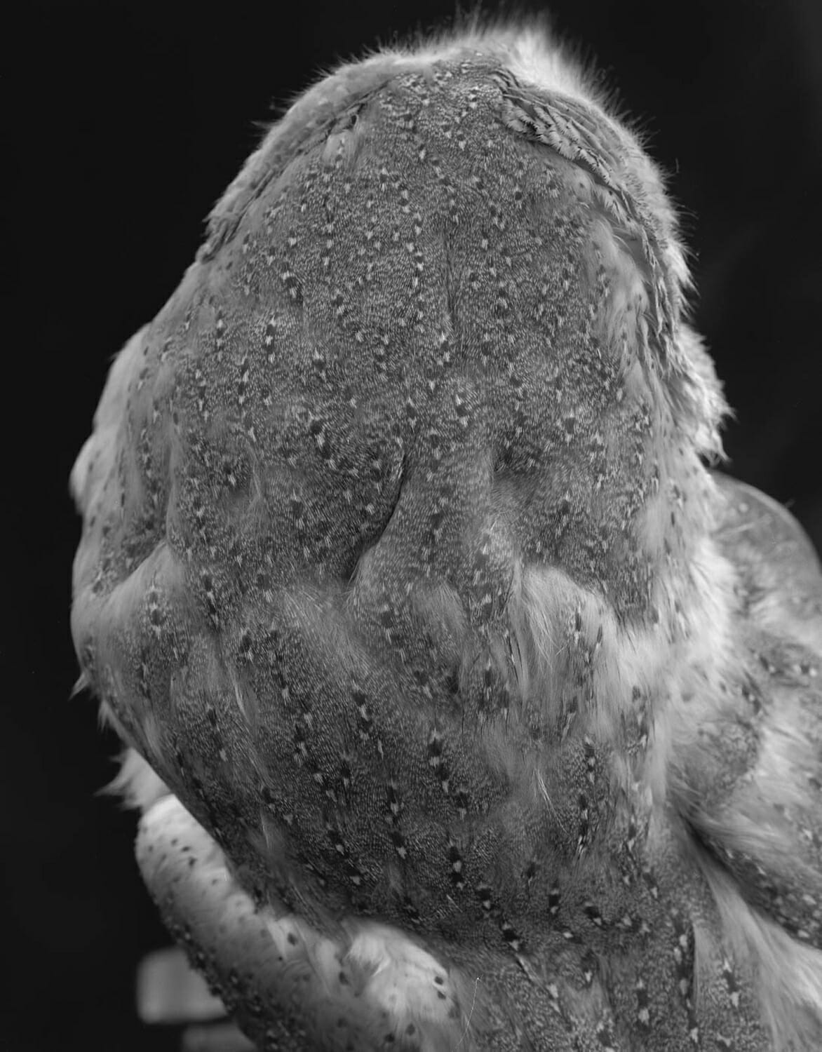Chouette effraie (Tyto alba)