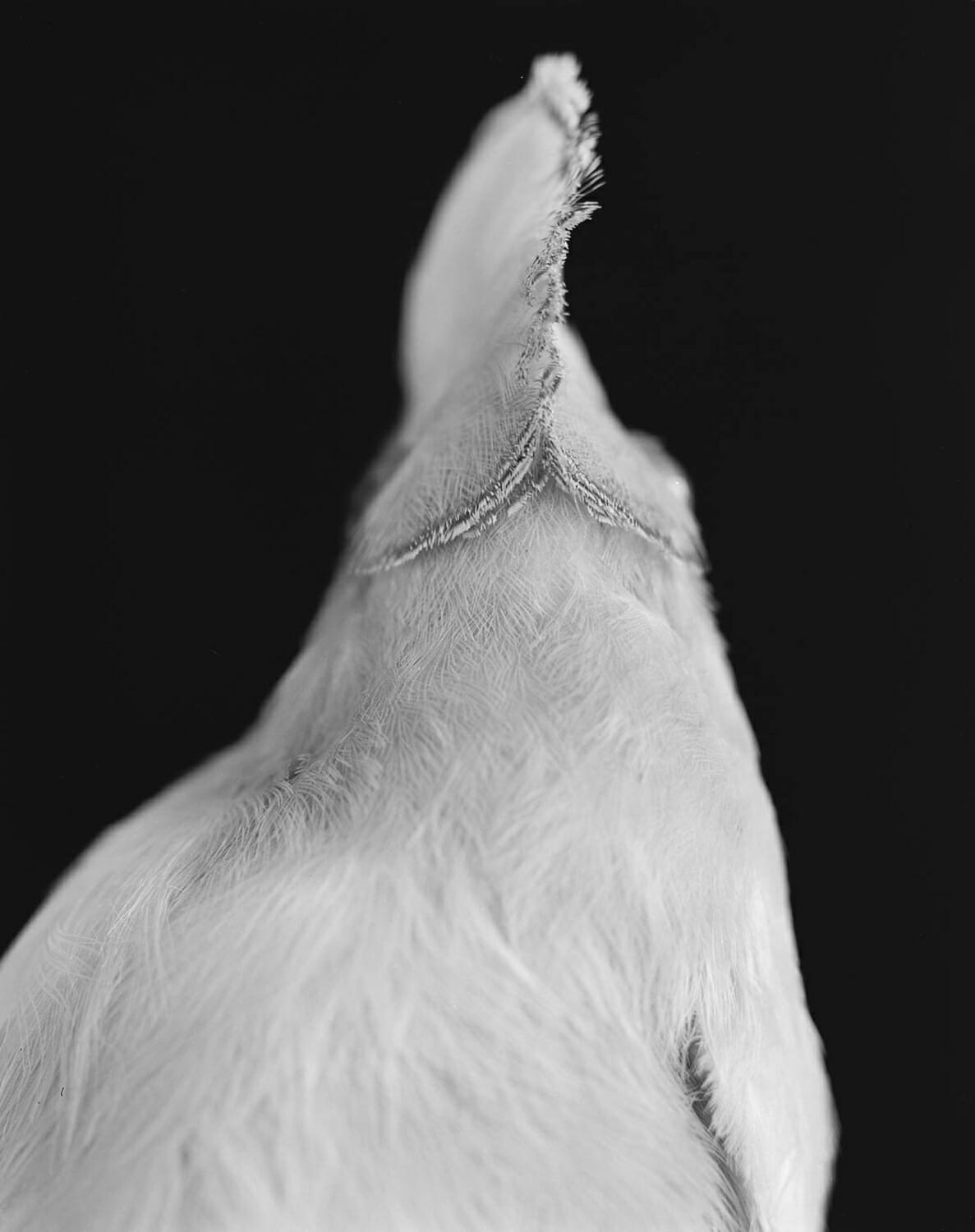Coq de roche (Rupicola) de dos