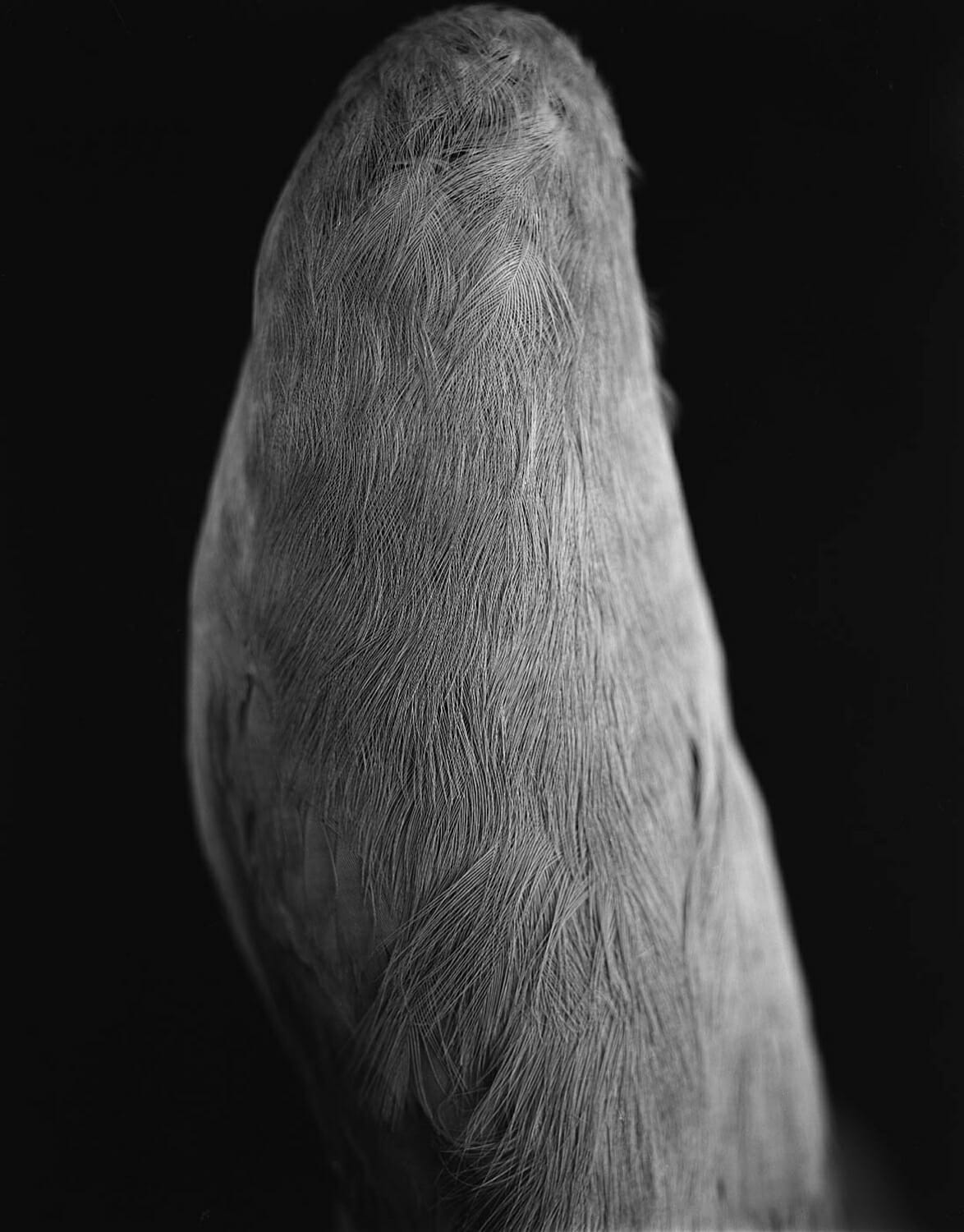 Coracine chauve (Perissocephalus tricolor) de dos