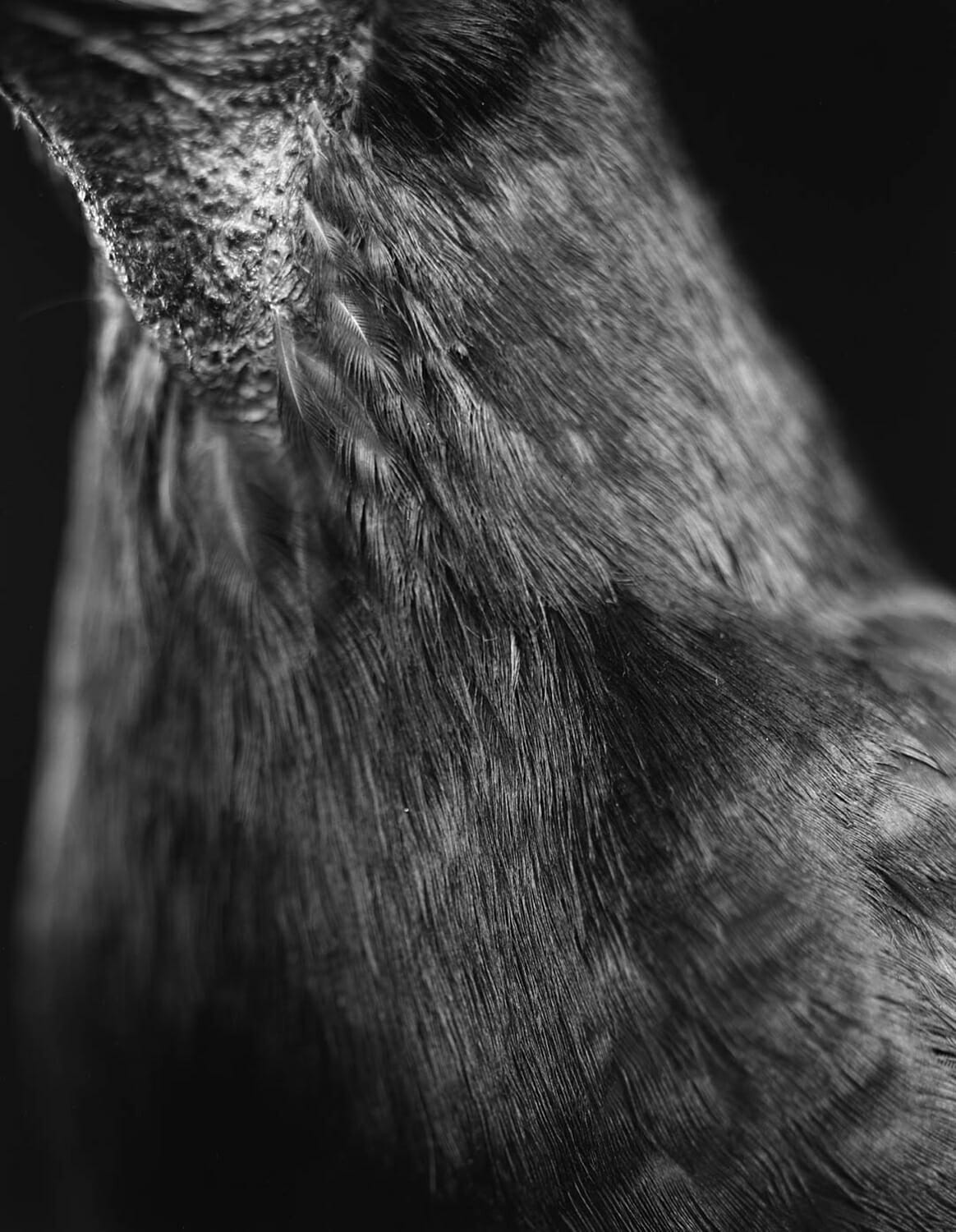 Cou de corbeau freux (Corvus frugilegus)