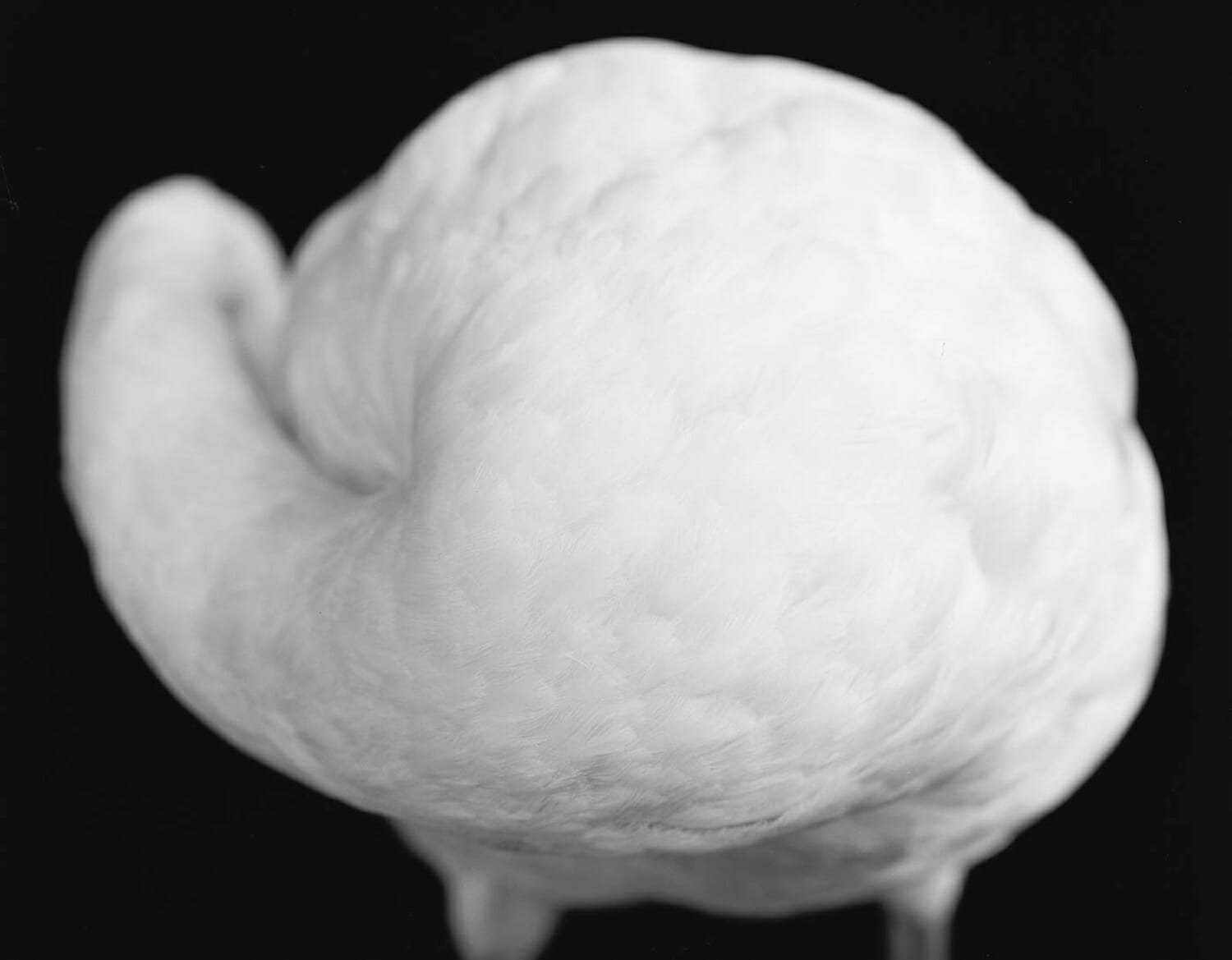 Flamant rose (Phoenicopterus roseus)