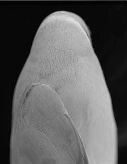 Perruche à collier (Psittacula krameri)