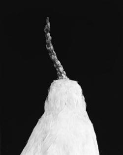 Araponga blanc (Procnias alba) de dos
