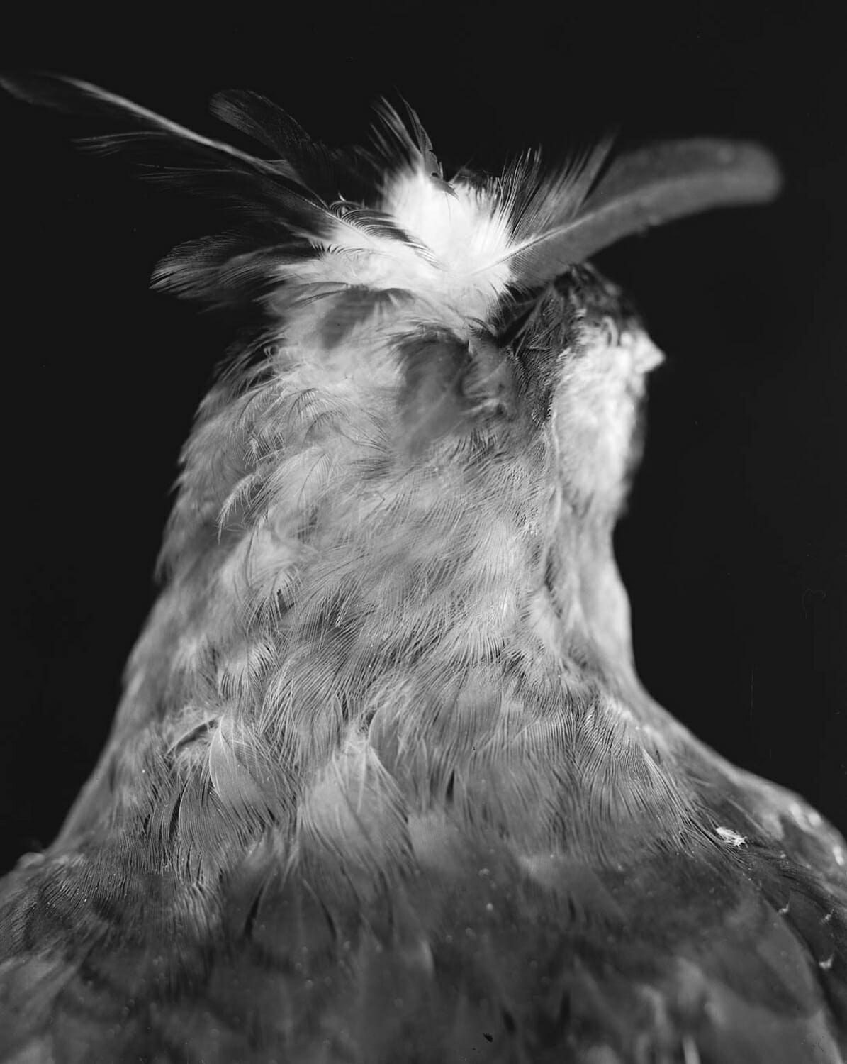 Aigle orné (Spizaetus ornatus) de dos
