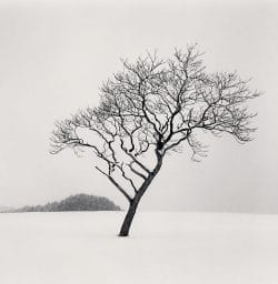 Blackstone Hill Tree, Hokkaido, Japan