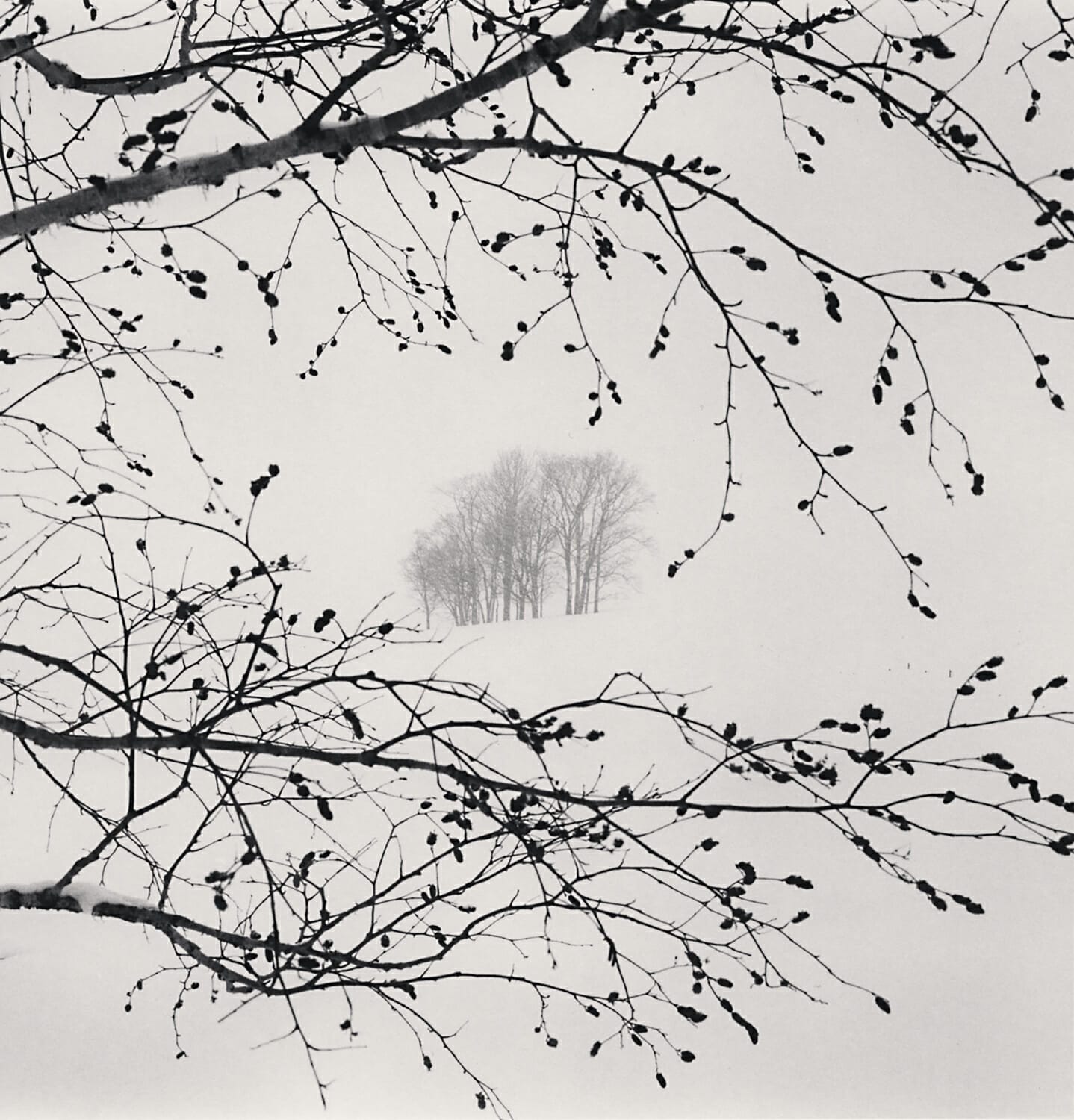 Distant Trees, Sorachi, Hokkaido, Japan