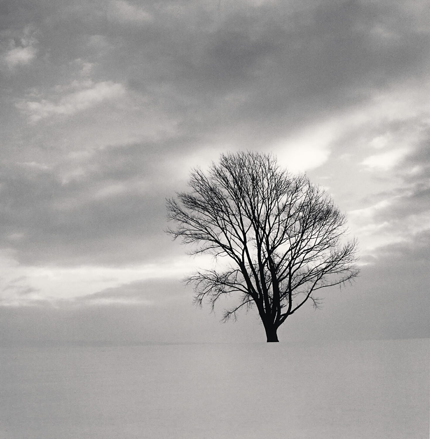 Philosopher’s Tree, Study 7, Biei, Hokkaido, Japan