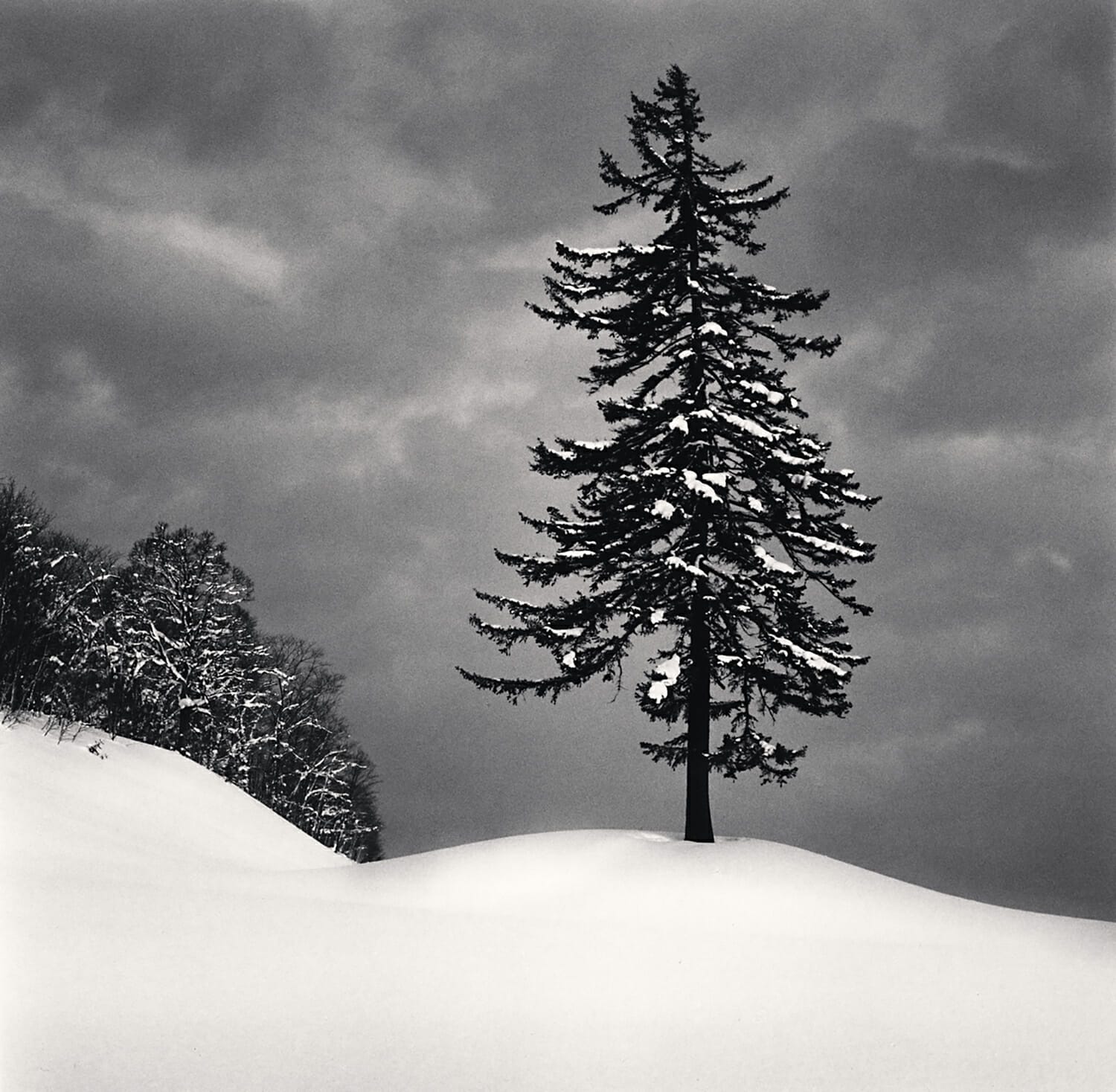 Spruce Tree and Snow Clouds, Esashi, Hokkaido, Japan