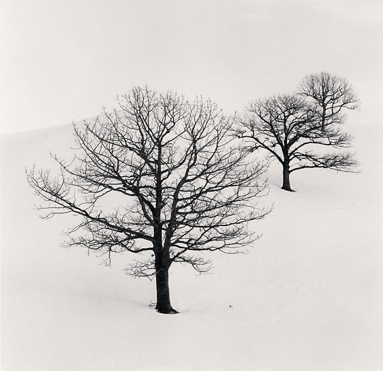 Three Trees in Pasture, Study 2, Hokkaido, Japan