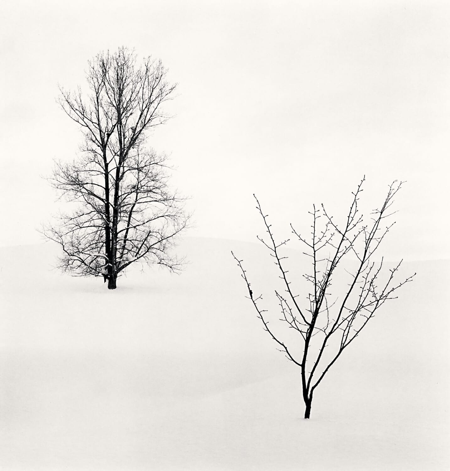 Two Trees in Snow, Biei, Hokkaido, Japan