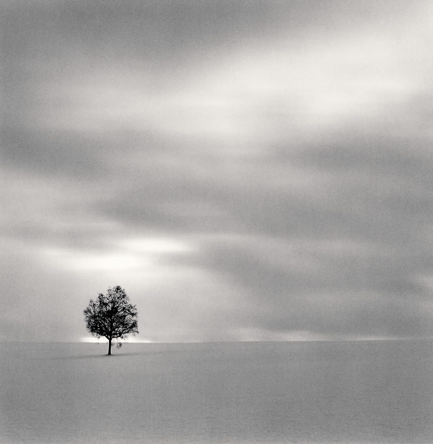 Twilight Tree, Higashi Kagura, Hokkaido, Japan