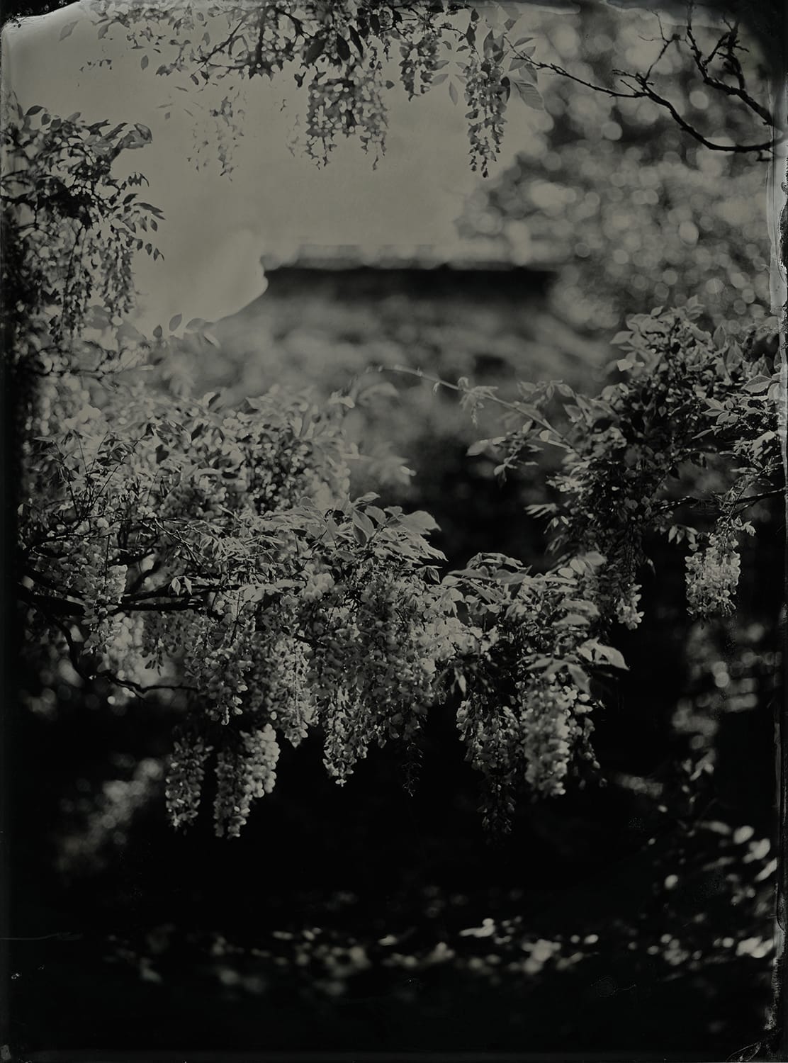 Wisteria