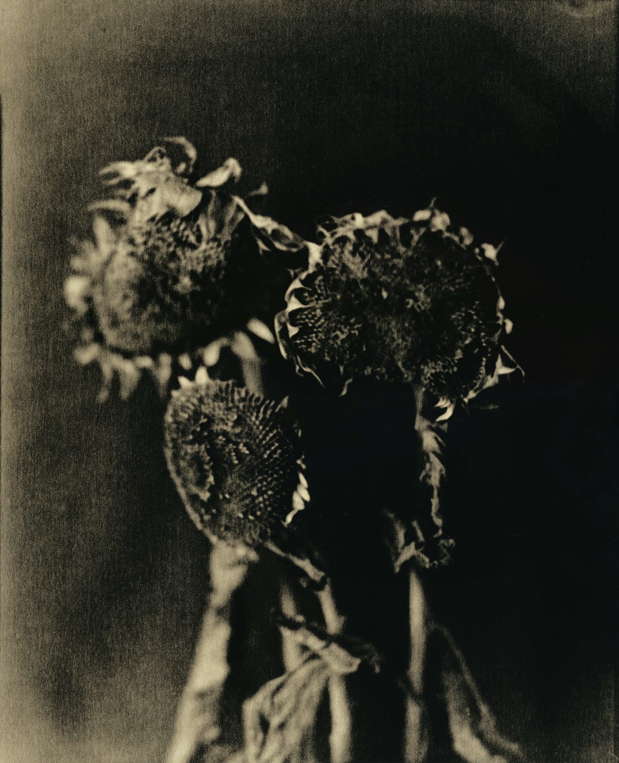 Les tournesols