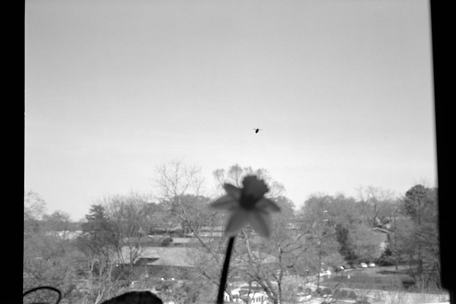 Daffodil And Bee, The Kitchen Sink Window, Athens, Georgiasteinm
