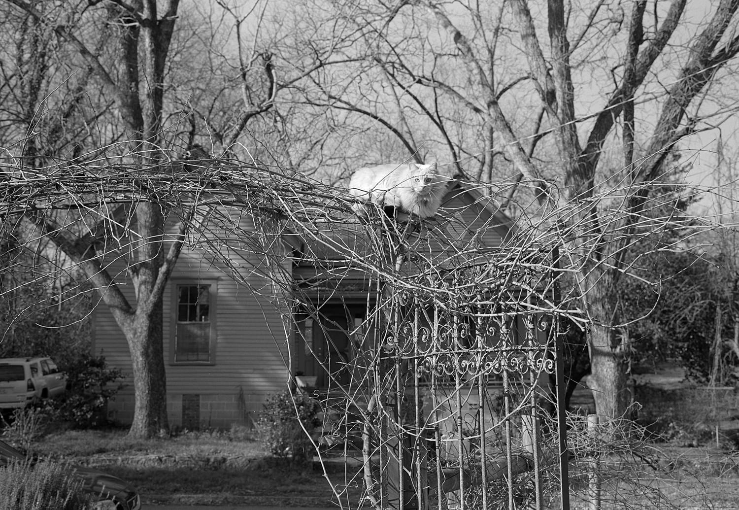 Alfie On The Grape Arbor, Athens, Georgia