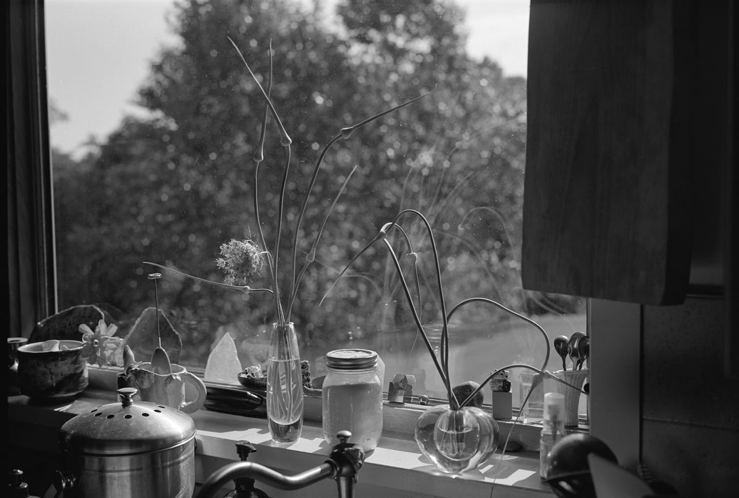Onion Flowers, The Kitchen Sink Window, Athens, Georgia