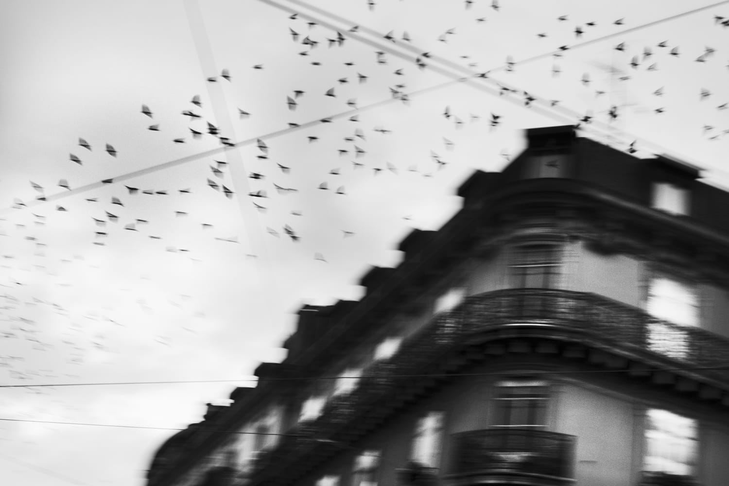 Birds Heading South