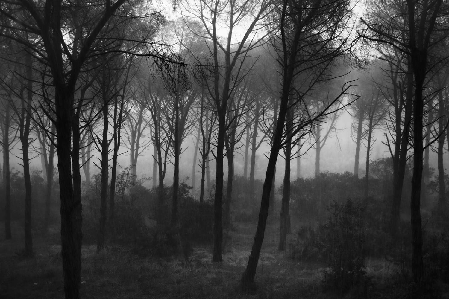 Forest In The Rain