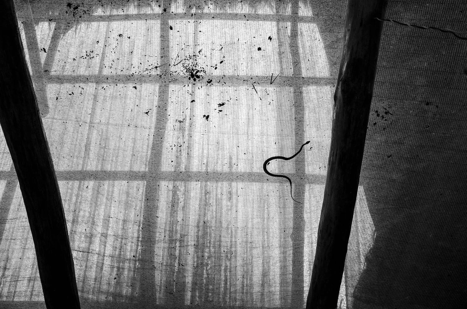 Snake On The Roof